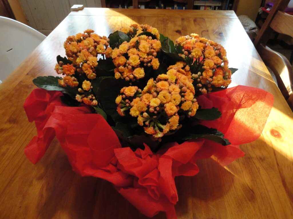 나무 테이블 위에 놓인 노란 꽃 화분